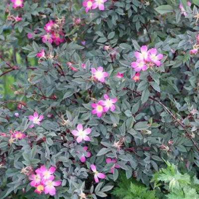 Роза сизая в Дзержинске