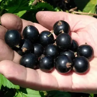 Смородина черная ЧЕРНООКАЯ в Дзержинске