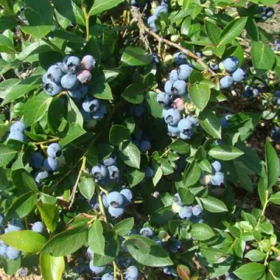 Голубика БЛЮЭТТА в Дзержинске