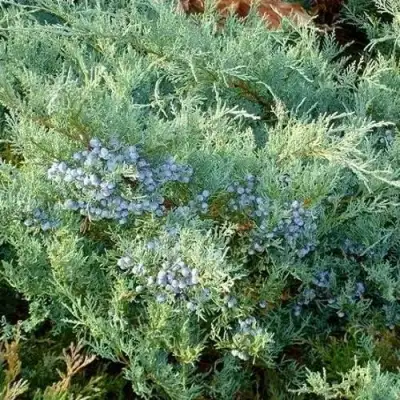 Можжевельник ГРЕЙ ОУЛ виргинский  в Дзержинске