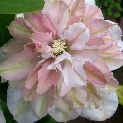 Клематис ИННОСЕНТ БЛАШ в Дзержинске