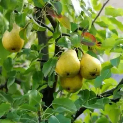 Груша ВИЛИЯ в Дзержинске