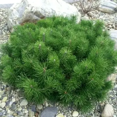 Сосна горная МУГУС в Дзержинске