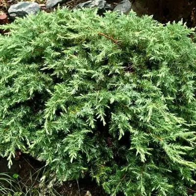 Можжевельник ШЛЯГЕР прибрежный в Дзержинске