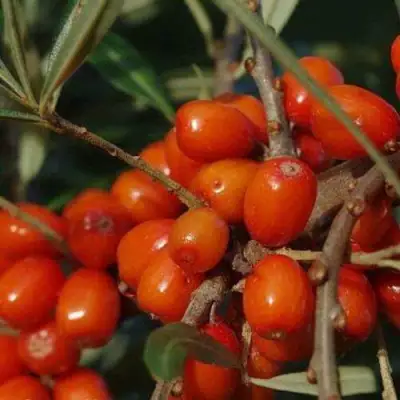 Облепиха ВОРОБЬЕВСКАЯ в Дзержинске