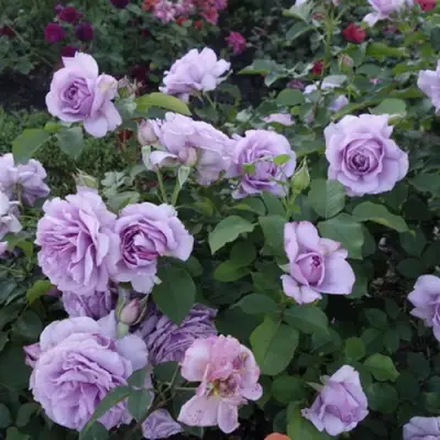 Роза ЛАВ СОНГ флорибунда в Дзержинске