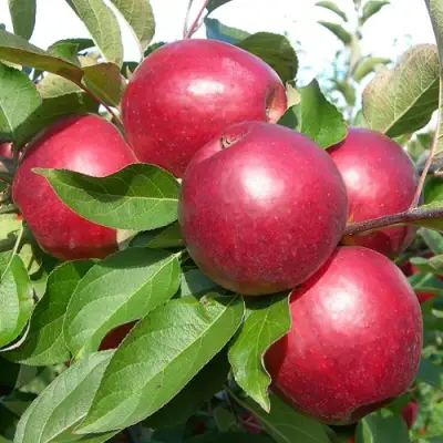 Яблоня КОВАЛЕНКОВСКОЕ в Дзержинске