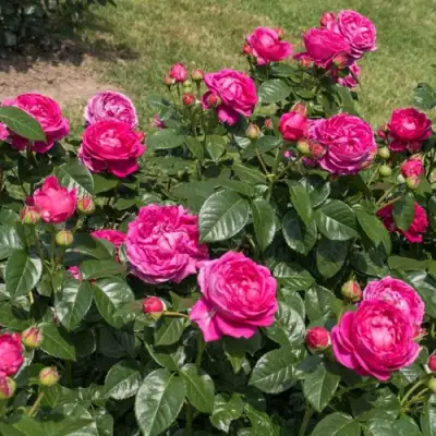 Роза АНУШКА чайно-гибридная в Дзержинске