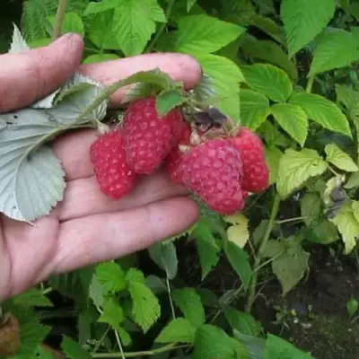 Малина КОРПИКО в Дзержинске