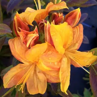 Азалия КЛОНДАЙК листопадная в Дзержинске