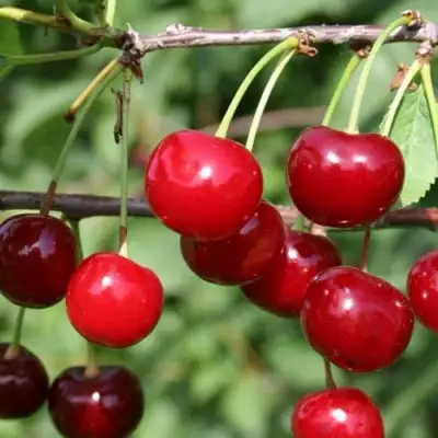 Вишня ХАРИТОНОВСКАЯ в Дзержинске