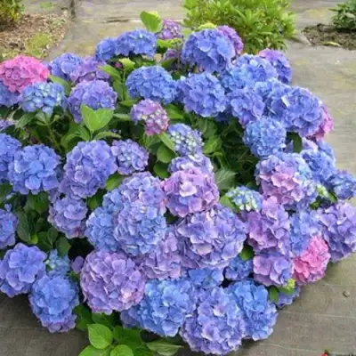 Гортензия БОДЕНСИ крупнолистная в Дзержинске