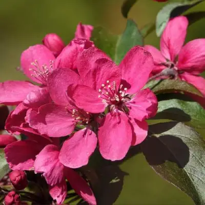 Яблоня НЕДЗВЕЦКОГО в Дзержинске