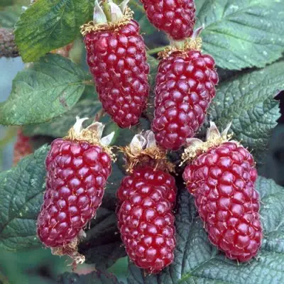 Ежемалина ТАЙБЕРРИ в Дзержинске