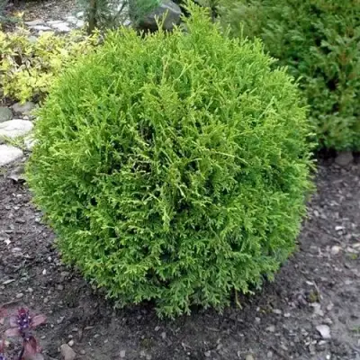 Туя ХОЗЕРИ западная в Дзержинске