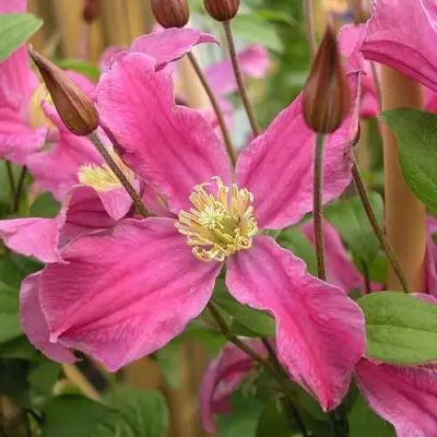 Клематис ИНСПИРЕЙШН ЗОЙН в Дзержинске