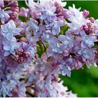 Сирень ПАМЯТЬ О ВАВИЛОВЕ в Дзержинске