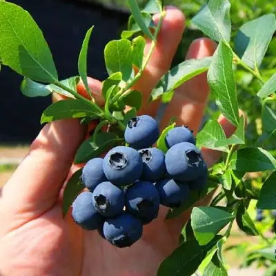 Голубика НОРТ КАНТРИ в Дзержинске