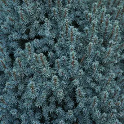 Ель САНДЕРС БЛЮ канадская в Дзержинске