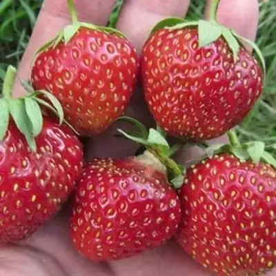 Клубника ВИМА ЗАНТА в Дзержинске