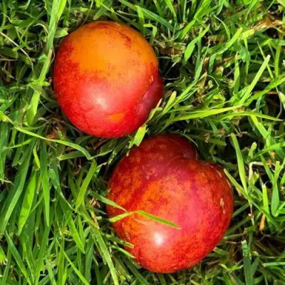 Шарафуга НЕКТАРИННАЯ в Дзержинске