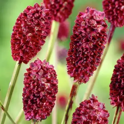 Кровохлебка ТАННА лекарственная в Дзержинске