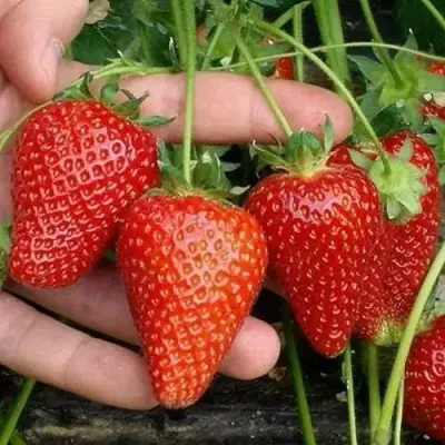 Клубника АЛЬБА в Дзержинске