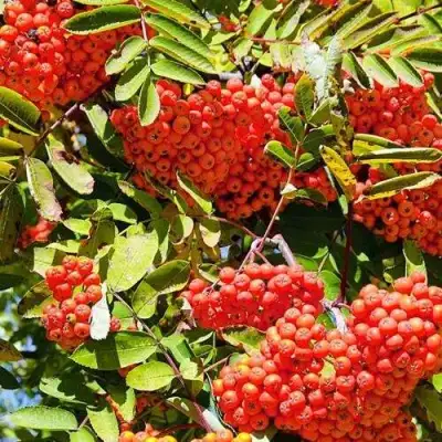 Рябина СОРБИНКА сладкоплодная в Дзержинске