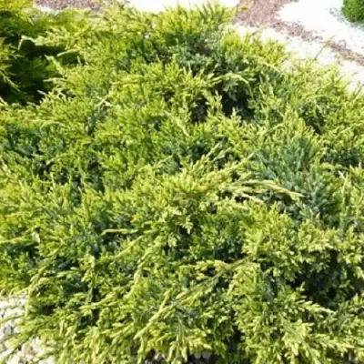 Можжевельник ГОЛД СТАР средний в Дзержинске