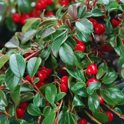 Кизильник Даммера в Дзержинске