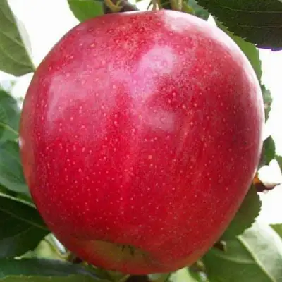 Яблоня ГАЛА МАСТ в Дзержинске