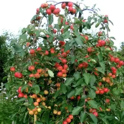 Яблоня ХЮВИНГИЕНЗИС декоративная в Дзержинске