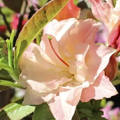 Азалия КЭННОНС ДАБЛ листопадная в Дзержинске