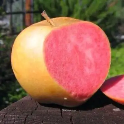 Яблоня ПИНК ПЕРЛ в Дзержинске