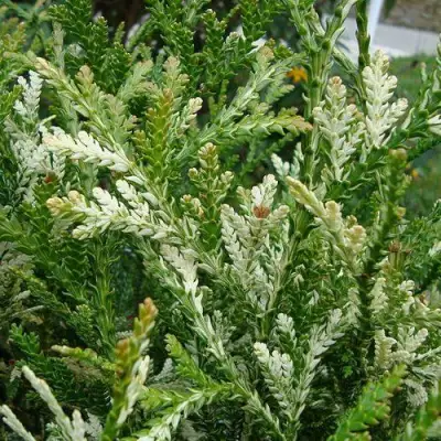 Туевик ВАРИЕГАТА долотовидный в Дзержинске