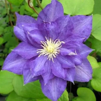 Клематис БЬЮТИ ОФ ВОЧЕСТЕР в Дзержинске