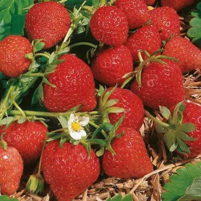 Клубника ФЛОРЕНС в Дзержинске