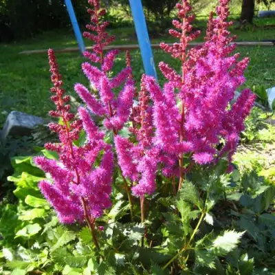 Астильба ЭЛИЗАБЕТ ВАН ВИН японская в Дзержинске