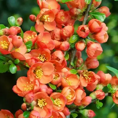 Айва ОРАНЖ ТРЕЙЛ в Дзержинске