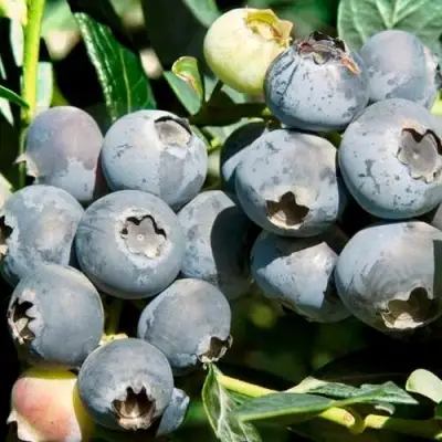 Голубика ЧАНДЛЕР в Дзержинске