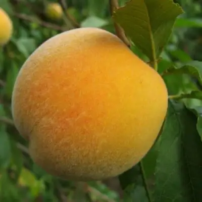 Персик ДОНЕЦКИЙ ЖЕЛТЫЙ в Дзержинске