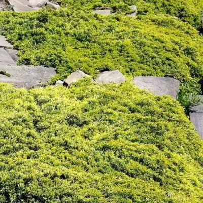 Можжевельник ГОЛДЕН КАРПЕТ горизонтальный  в Дзержинске