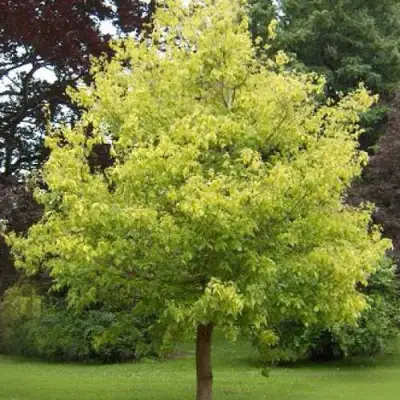 Клен ясенелистный в Дзержинске