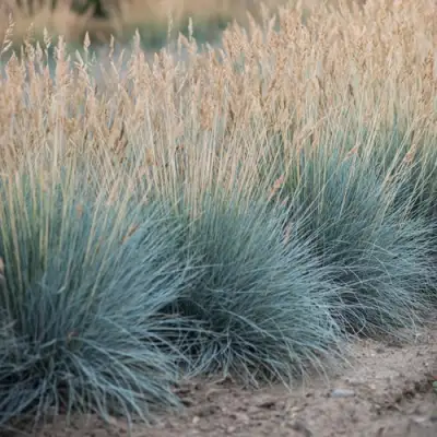 Овсяница АЙСФОГЕЛЬ сизая в Дзержинске