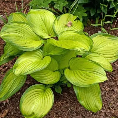 Хоста СТЕЙНД ГЛАСС гибридная в Дзержинске