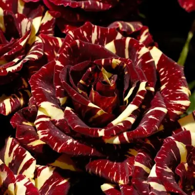 Роза АБРАКАДАБРА чайно-гибридная в Дзержинске