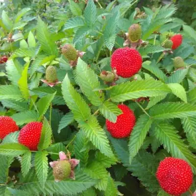 Малина ТИБЕТСКАЯ (РОЗОЛИСТНАЯ) в Дзержинске