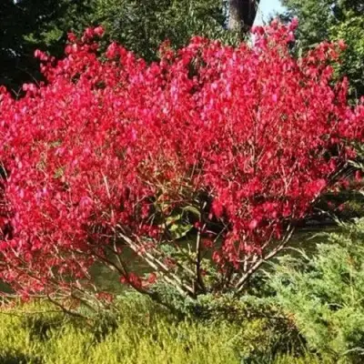 Бересклет ЕВРОПЕЙСКИЙ в Дзержинске