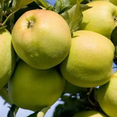 Яблоня МУТСУ в Дзержинске