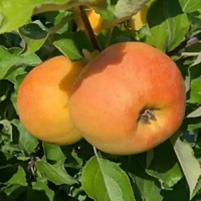 Яблоня АНТОНОВКА ЗОЛОТАЯ в Дзержинске